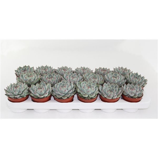 <h4>Echeveria Secunda</h4>