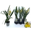 Oncidium Ov 1 Branche