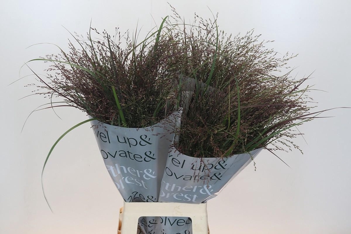 <h4>Panicum Warrior</h4>