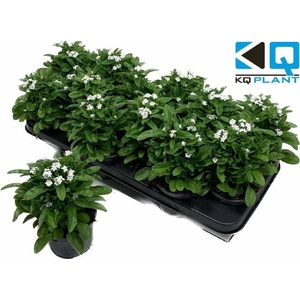 Myosothis Sylvat Mon Amie White 10,5Ø 20cm