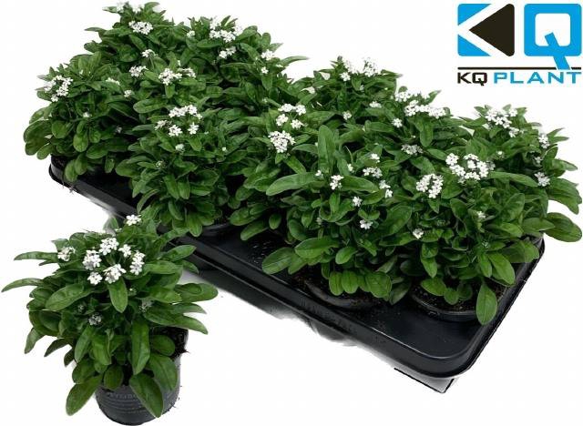 Myosothis Sylvat Mon Amie White 10,5Ø 20cm