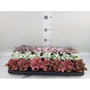 Hypoestes phyllo.   ...mix