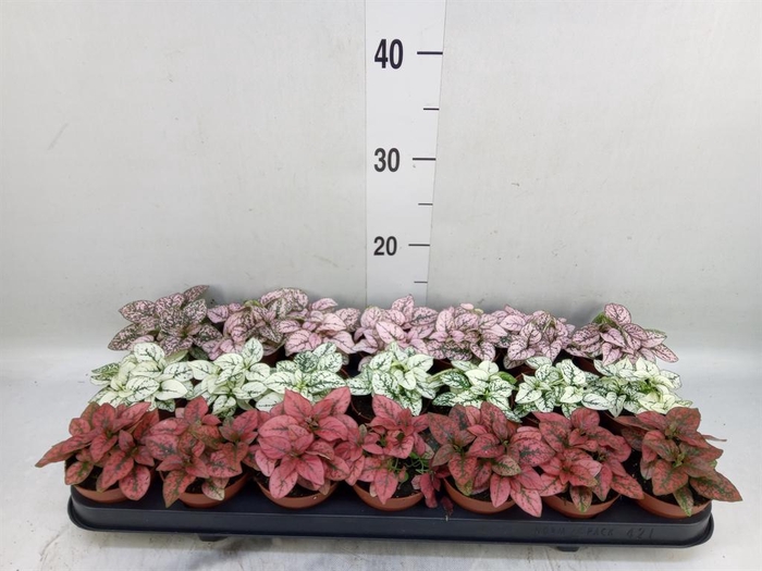 <h4>Hypoestes phyllo.   ...mix</h4>