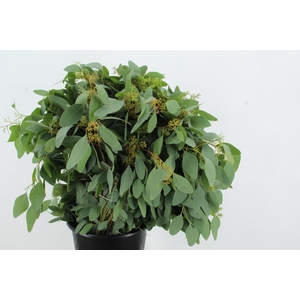 EUC POPULUS BERRY 300GR