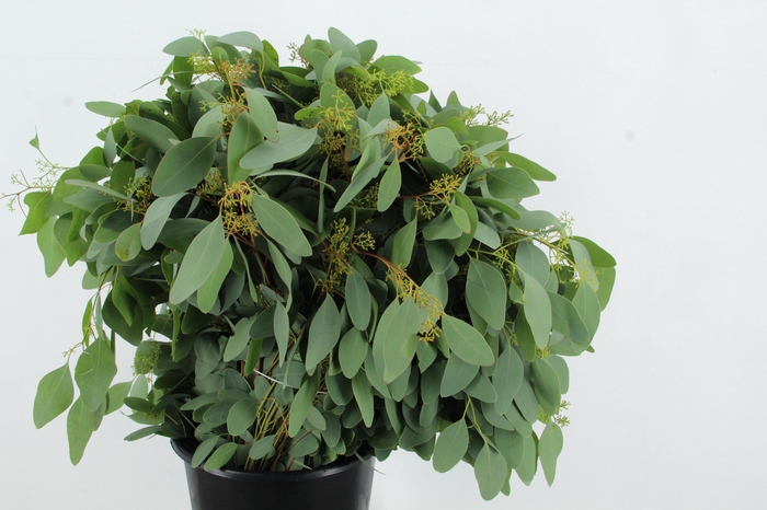 <h4>EUC POPULUS BERRY 300GR</h4>