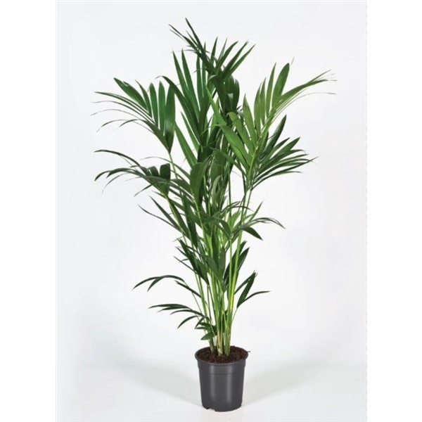 <h4>Howea forsteriana 150cm (Kentia)</h4>