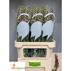 Fritillaria Magic Bells