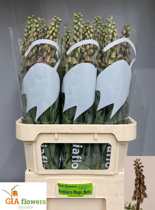 <h4>Fritillaria Magic Bells</h4>