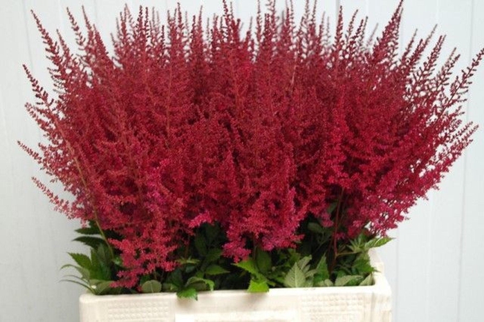 <h4>ASTILBE ARENDSII 'PAUL GAARDER'</h4>