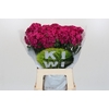 Dianthus Br Kiwi Fuchsia