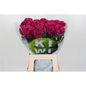 Dianthus Br Kiwi Fuchsia XXL