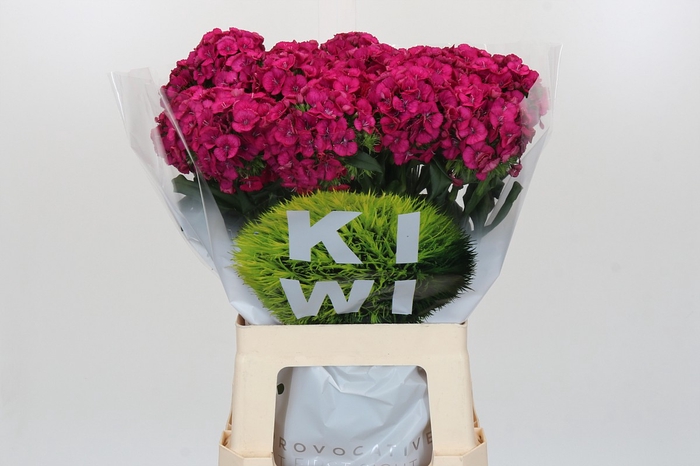 <h4>Dianthus Br Kiwi Fuchsia XXL</h4>
