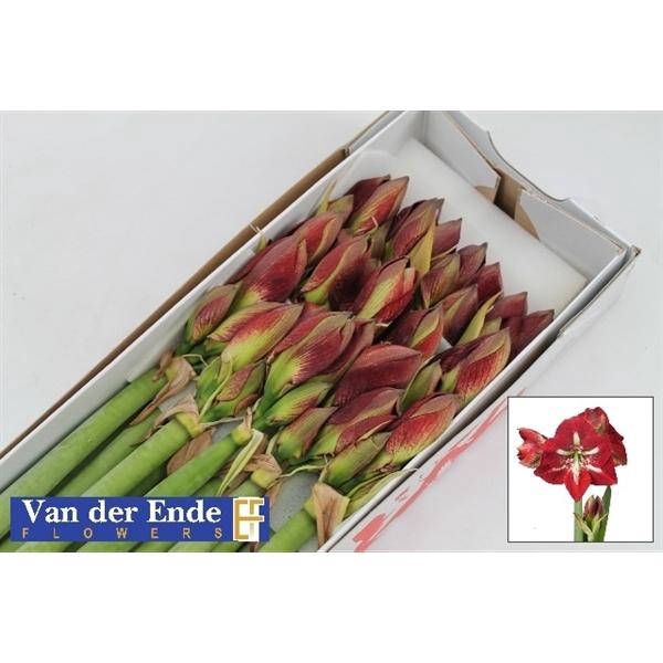 <h4>HIPP GA BARBADOS</h4>