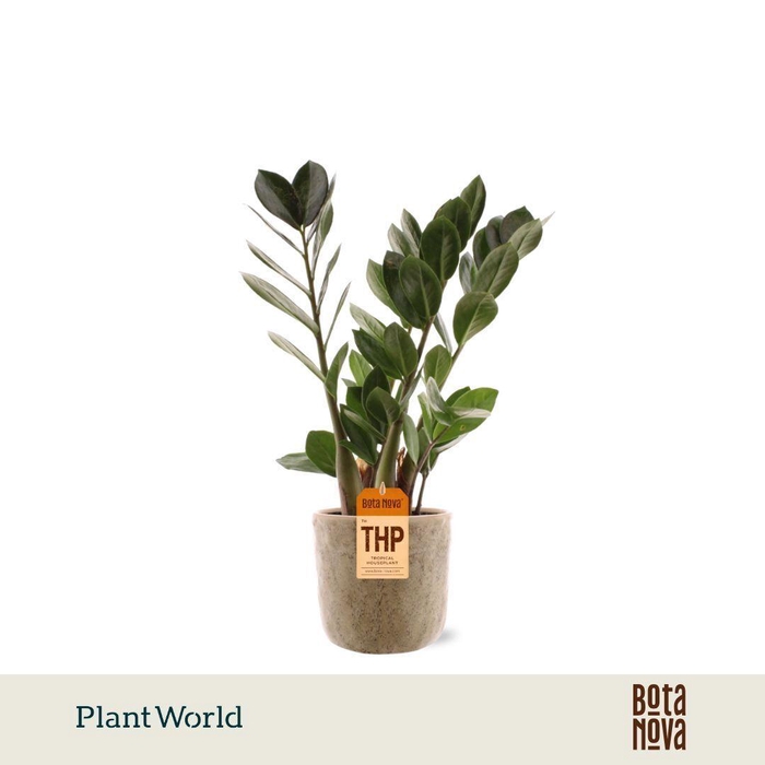 <h4>Zamioculcas in Bryan keramiek</h4>