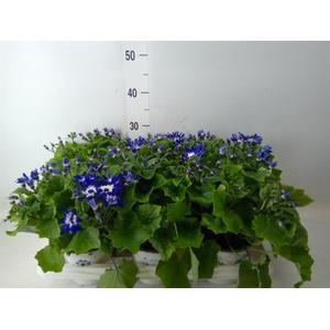 Pericallis cr. 'Senetti Violet Bic'