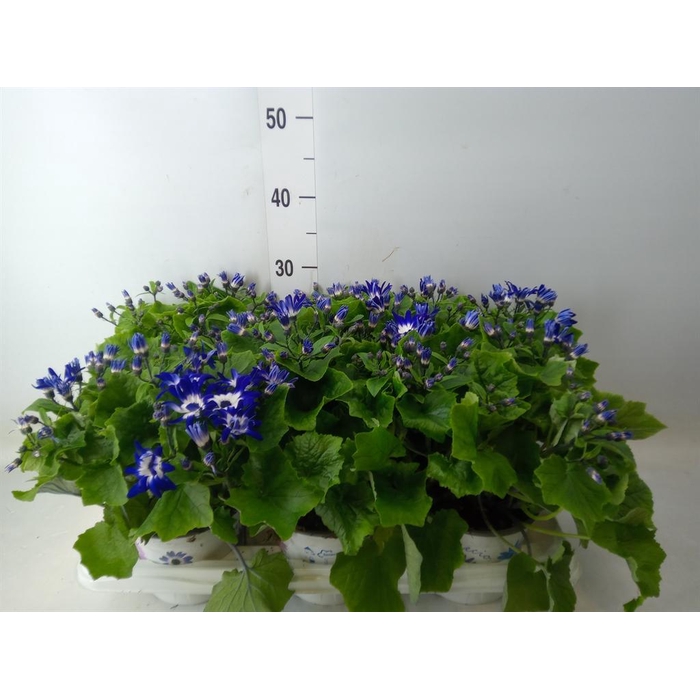 <h4>Pericallis cr. 'Senetti Violet Bic'</h4>