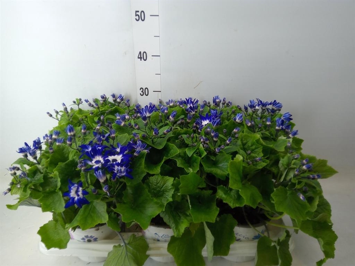 <h4>Pericallis cr. 'Senetti Violet Bic'</h4>