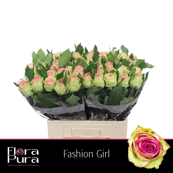 <h4>R GR FASHION GIRL</h4>