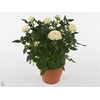 Rosa Kordana Grande Pearl (Wit)