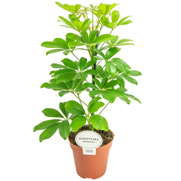 <h4>Schefflera Nora</h4>