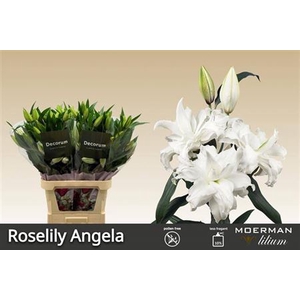 Li Or Du Roselily Angela