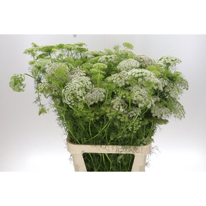 Ammi Visnaga 'casablanca' Nl-bio-01