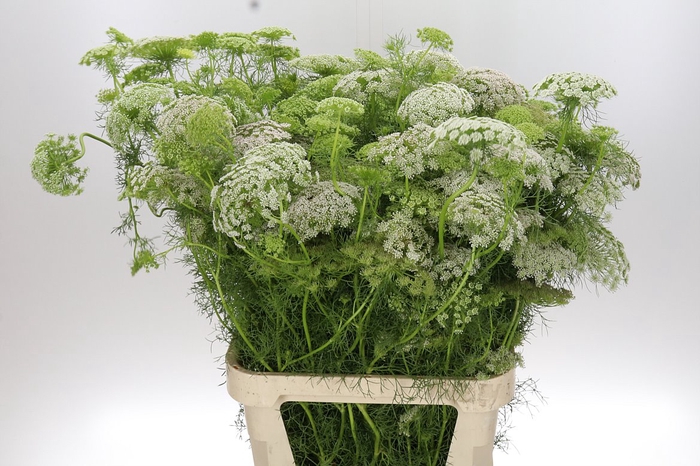 <h4>Ammi Visnaga 'casablanca' Nl-bio-01</h4>