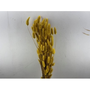 Dried Lagurus Yellow Bunch