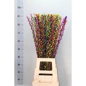 SALIX  SN FLA KLB H%