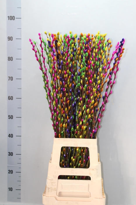 <h4>SALIX  SN FLA KLB H%</h4>