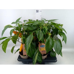 Capsicum annuum   ...paprika