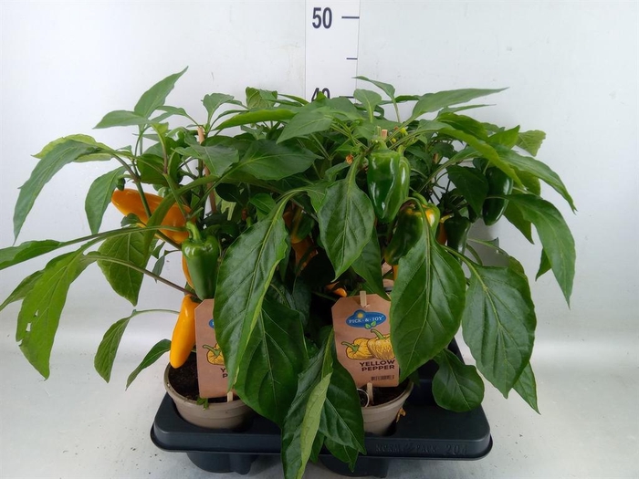 <h4>Capsicum annuum   ...paprika</h4>