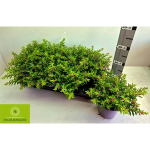 CUPH HYSSOPIFOLIA