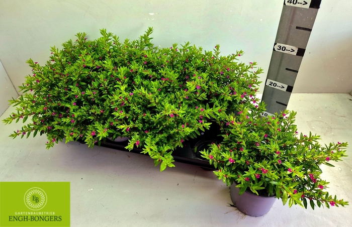 <h4>CUPH HYSSOPIFOLIA</h4>