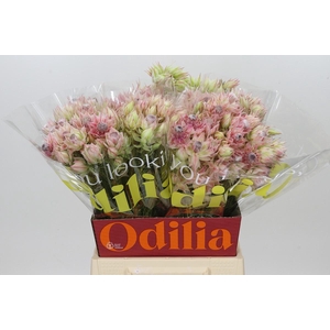 Blushing Bride Pink 2/5 Flowers