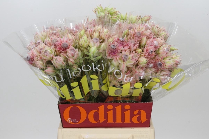 <h4>Blushing Bride Pink 2/5 Flowers</h4>