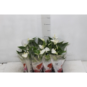 ANTHURIUM BRANCO P06