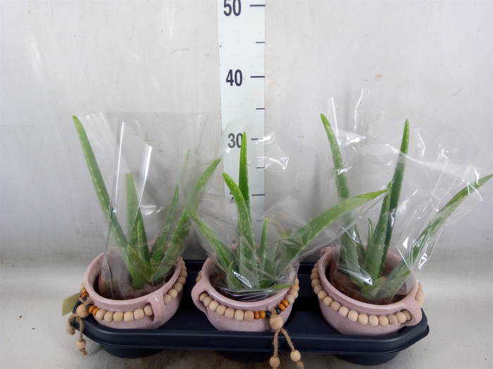 <h4>Aloe vera</h4>