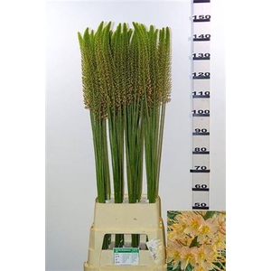Eremurus Ov Salmon