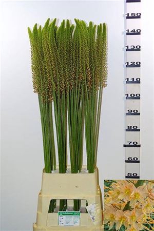 <h4>Eremurus Ov Salmon</h4>