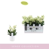 Phalaenopsis Multifloratypes overig geel