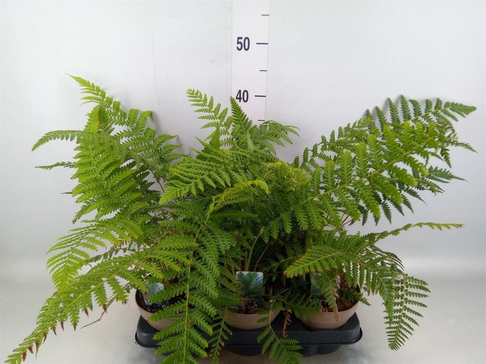 <h4>Dicksonia antarctica</h4>