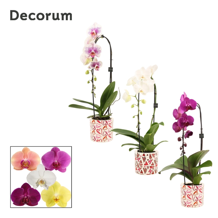 <h4>Phalaenopsis cascade 1 tak mix in Julia (Deco-collection)</h4>