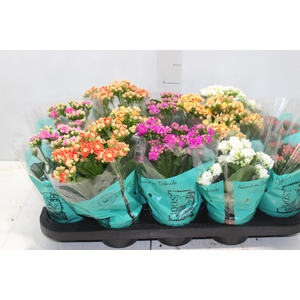 KALANCHOE DOBRADO P11