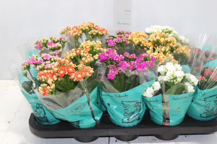 <h4>KALANCHOE DOBRADO P11</h4>