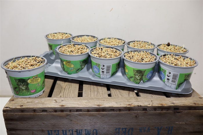 <h4>arr8 Kattengras</h4>