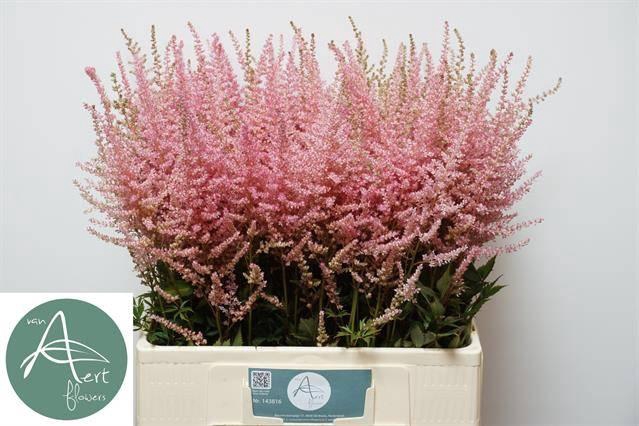 <h4>Astil Ar Erika</h4>