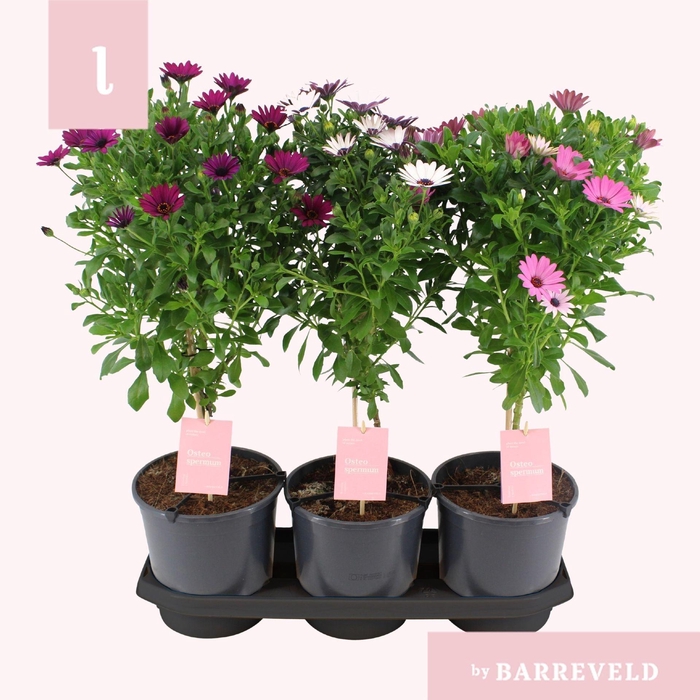 <h4>Osteospermum</h4>