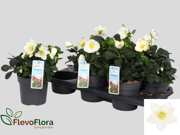 <h4>HELL NI CHR CAROL</h4>