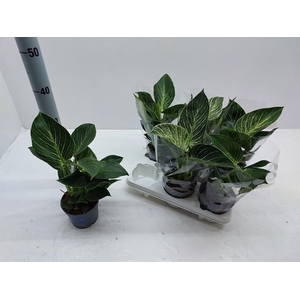 Philodendron White Stripe 12Ø 30cm